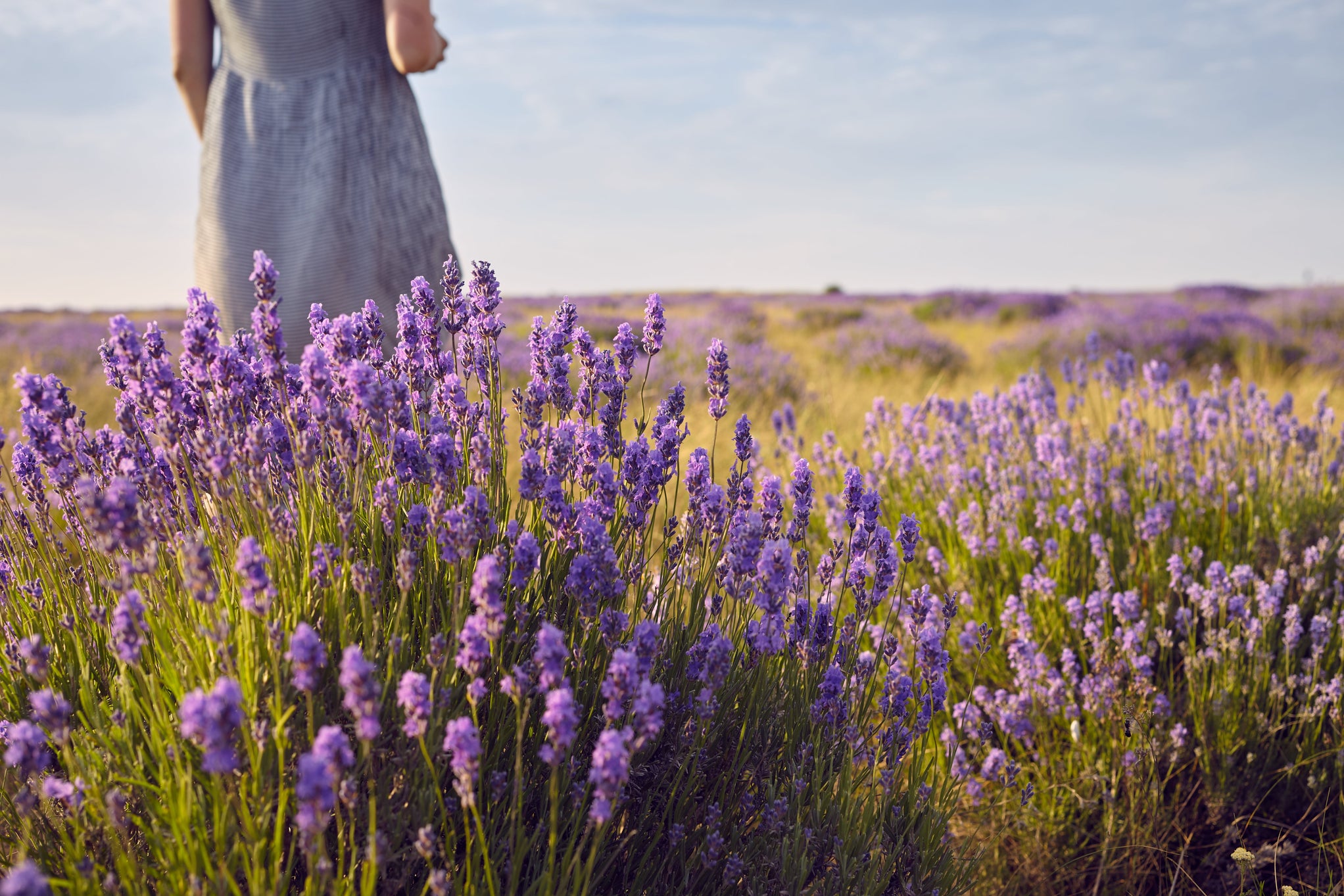 The Art of Scent