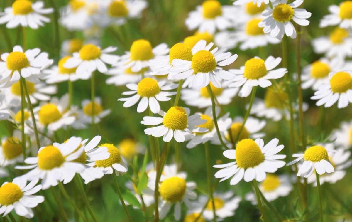 Chamomile for anxiety