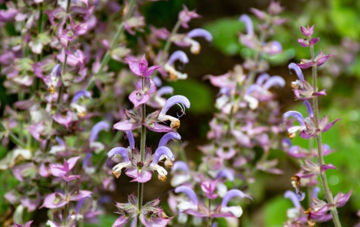 Clary Sage Essential Oil