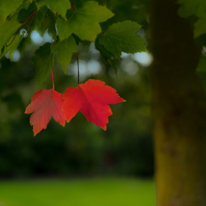 red and green maple leafes