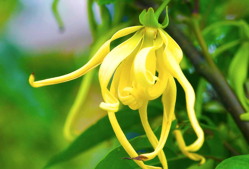 lovely ylang ylang
