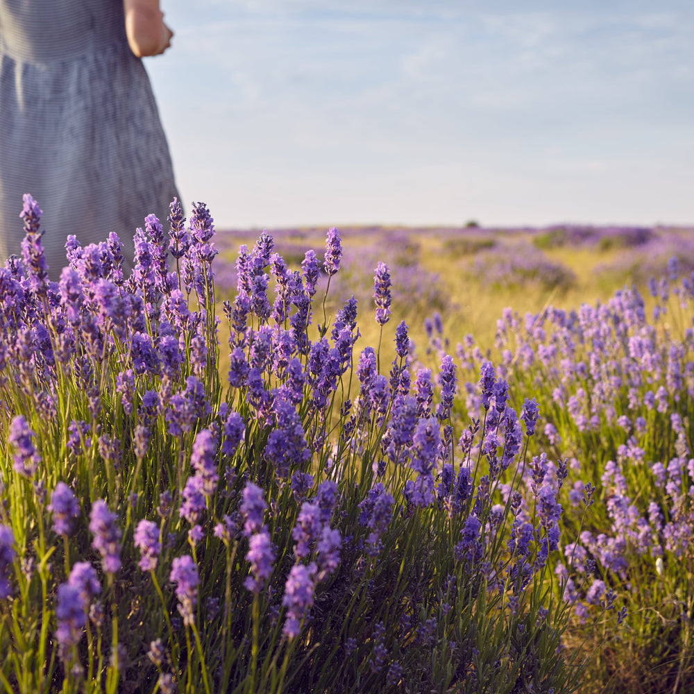 The Art of Scent