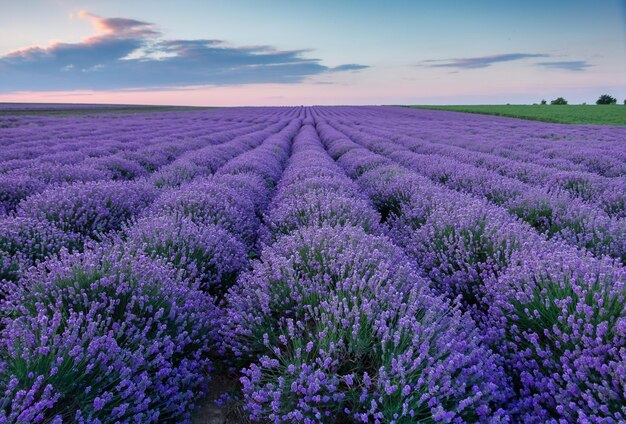5 ways to use Lavender oil to benefit your skin
