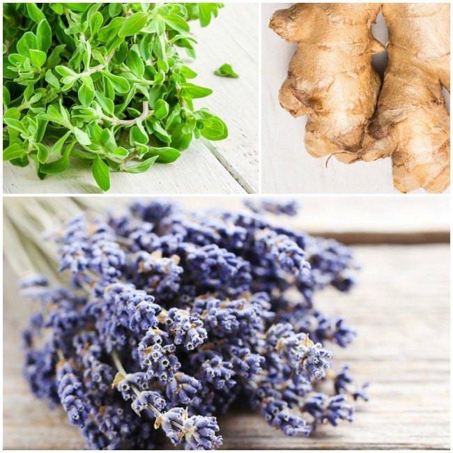 Hibernation, warmth and ginger
